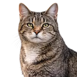 Gato de más de 7 años